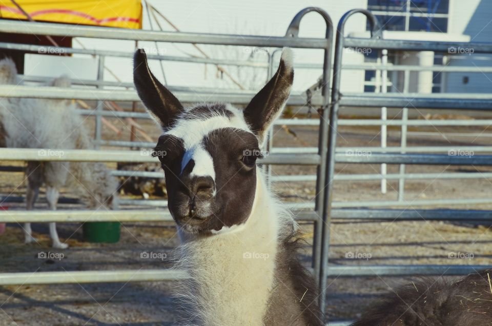 llama
