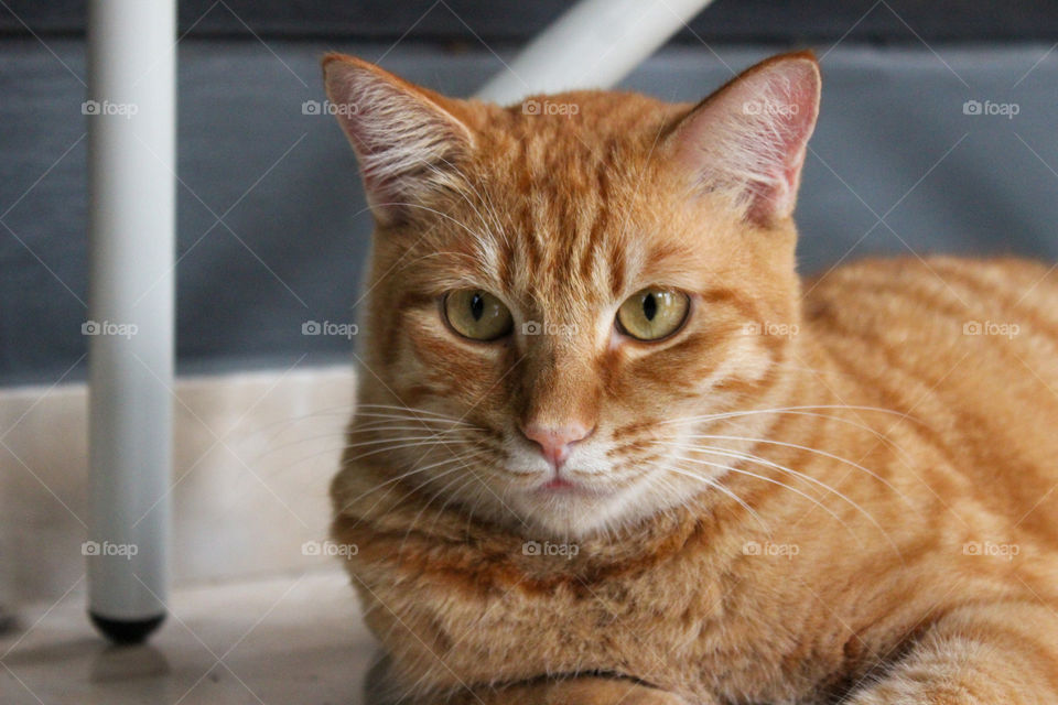 Kikipaw the ginger cat 