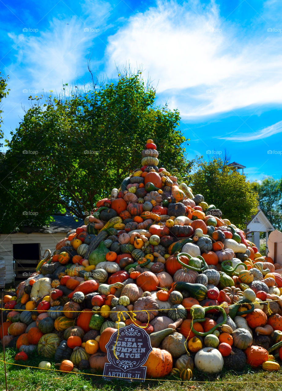 Squash display at a local pumpkin patch in the fall