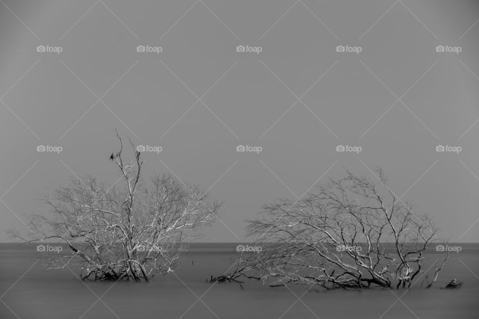 Dead tree in the sea