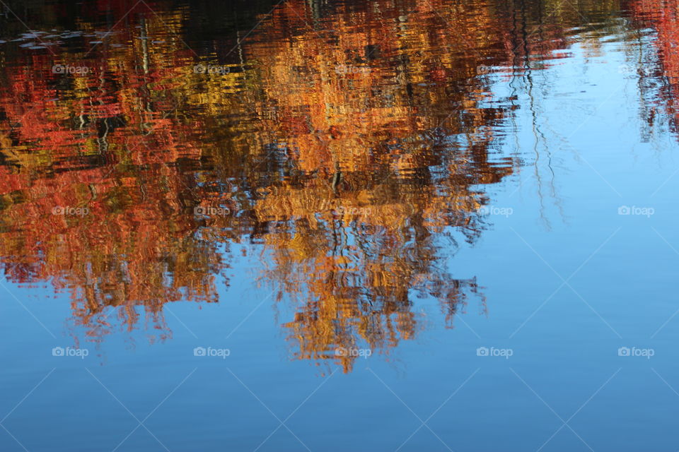 Reflection of autumn tree in lake