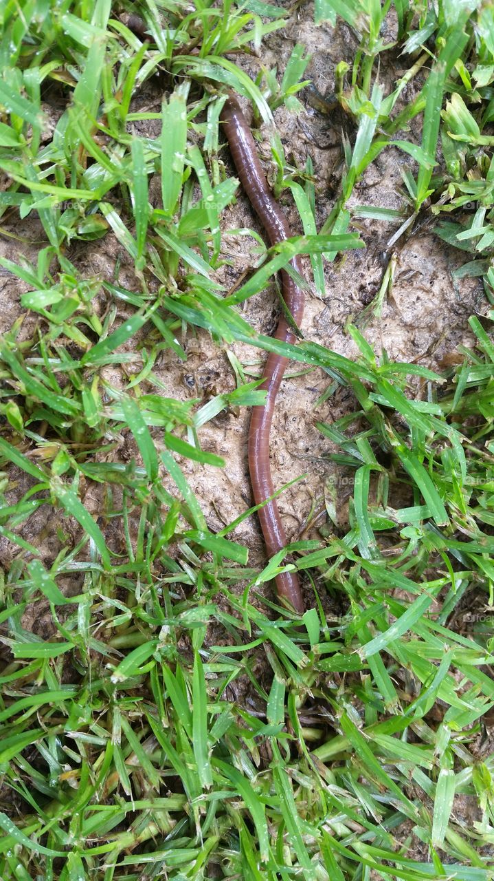 earthworm. worms were larger than normal due to the
 rain!