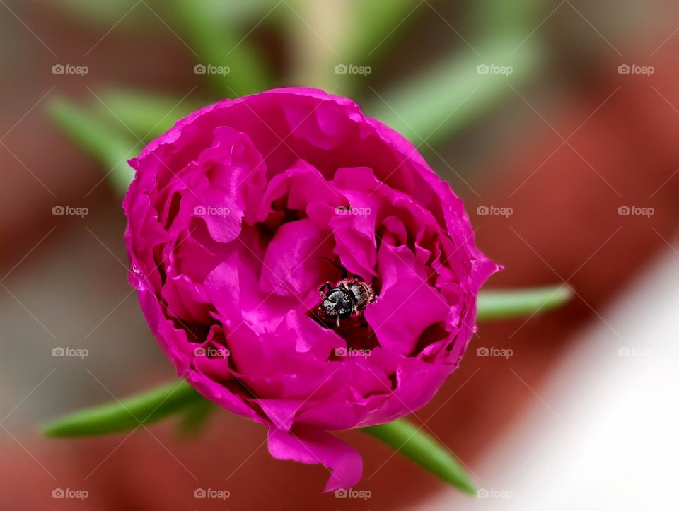 sweat bee nestled within the petals of a vibrant pink flower