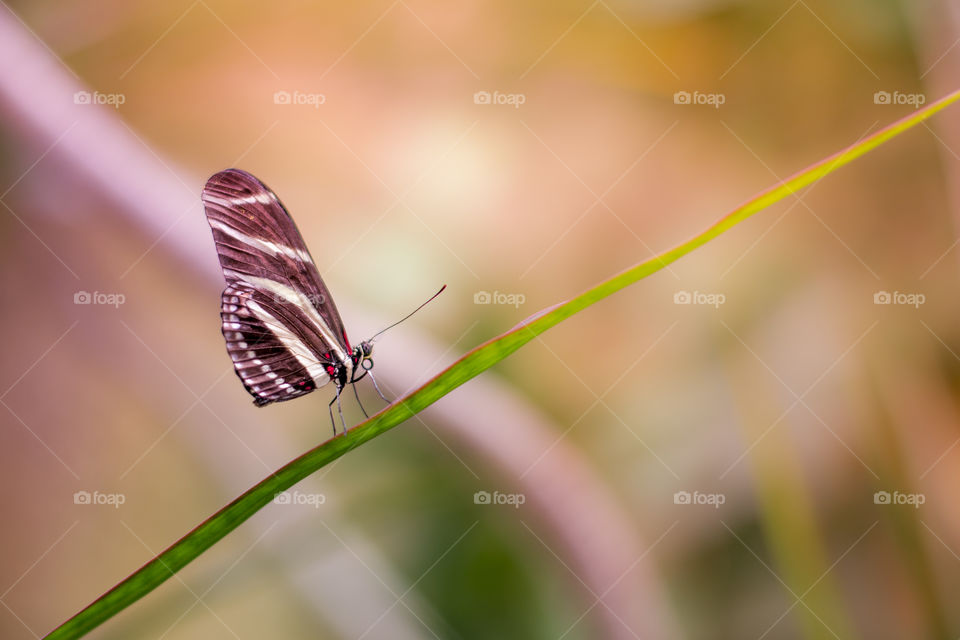 Beautiful Brown Shaded wings Butterfly.