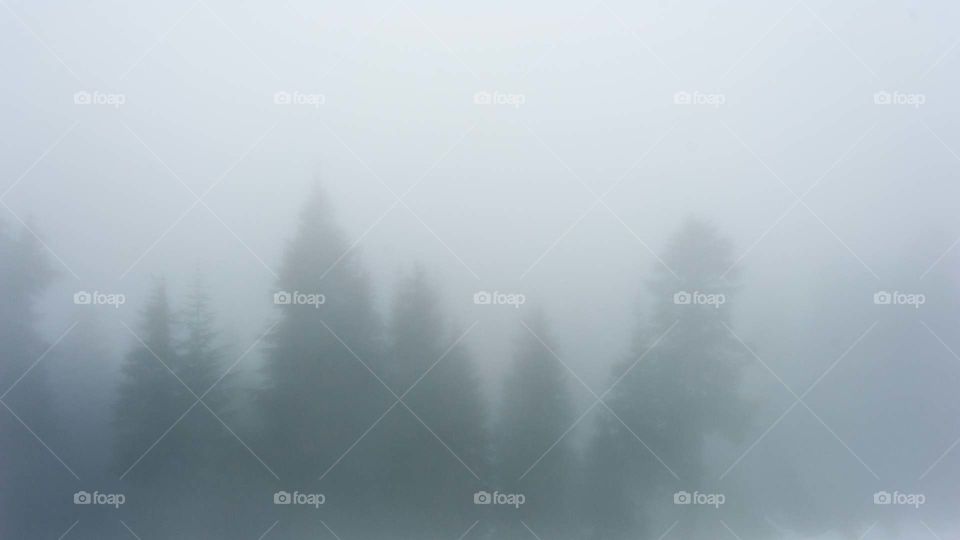 foggy forest and nature spirits
