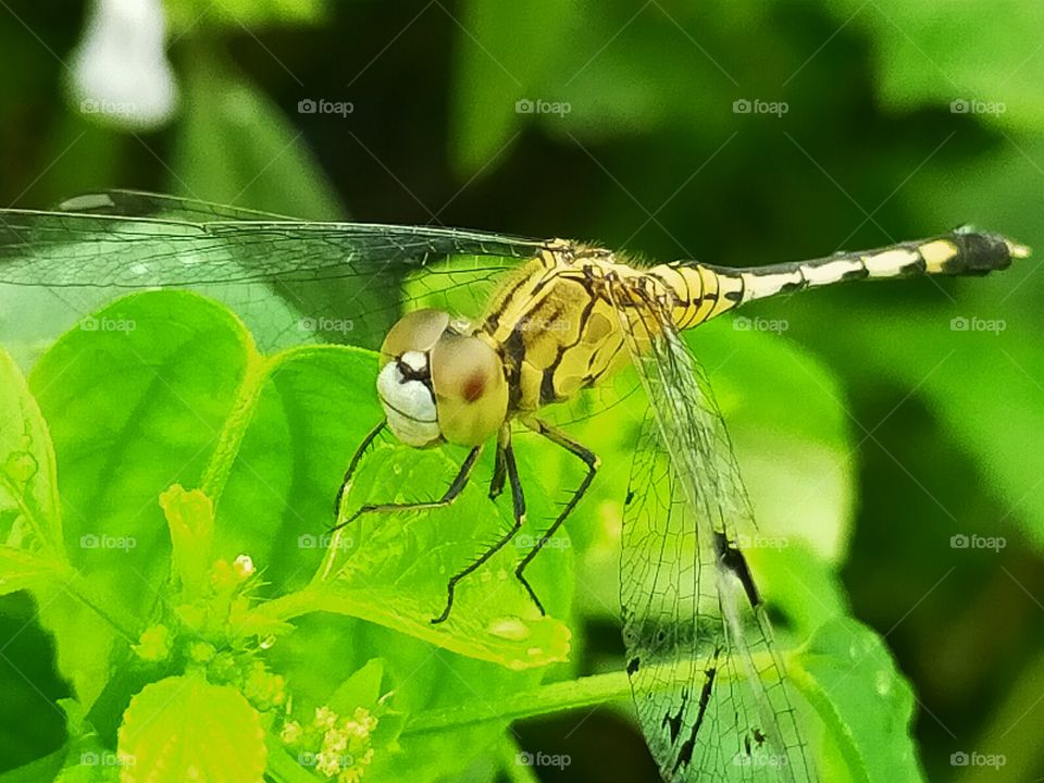 dragon fly in green nature