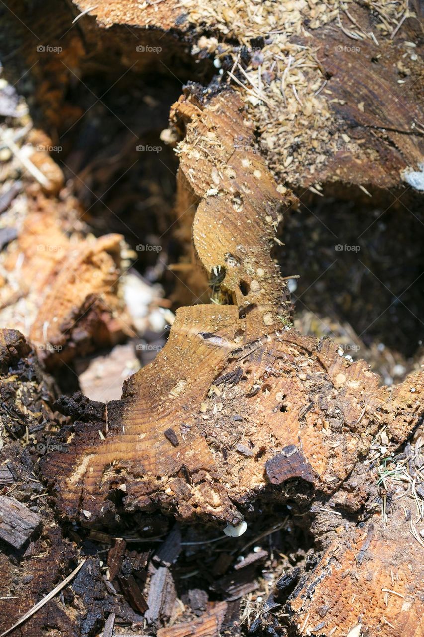 Wood surface close up background nature therapy amazing wildlife beautiful nature beings colorful eye-catching trippy psychedelic minimalist trees