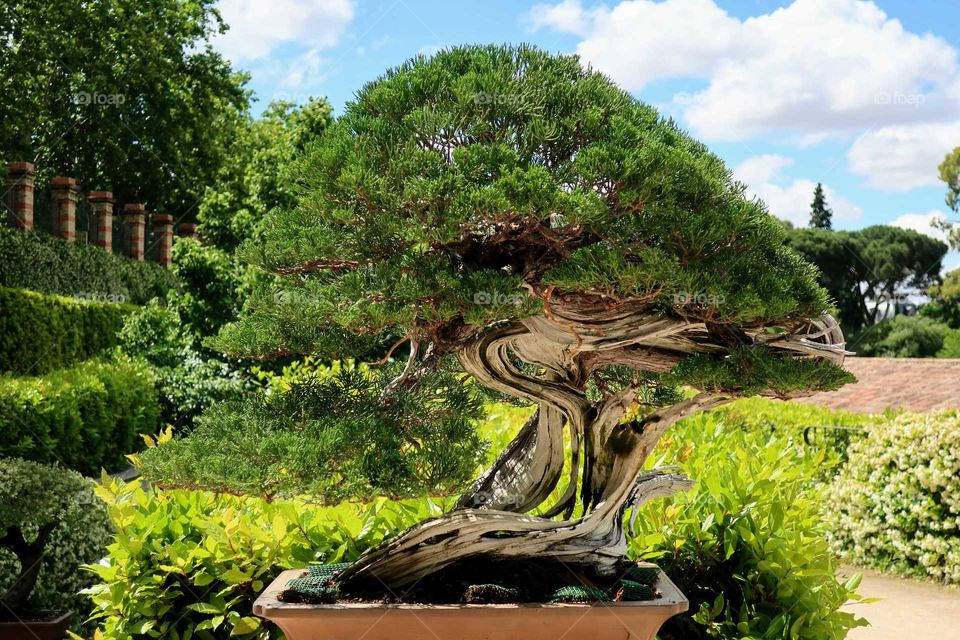 bonsai