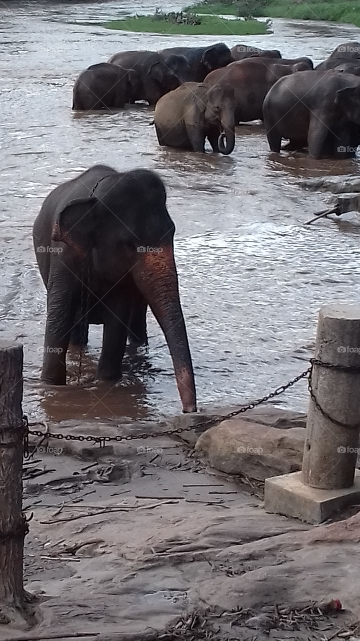 Elephant playing