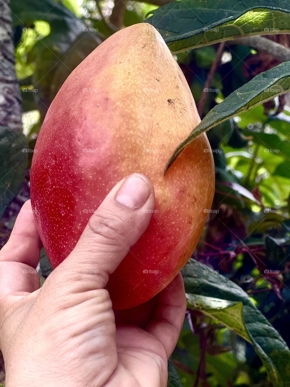 Mango fruit 