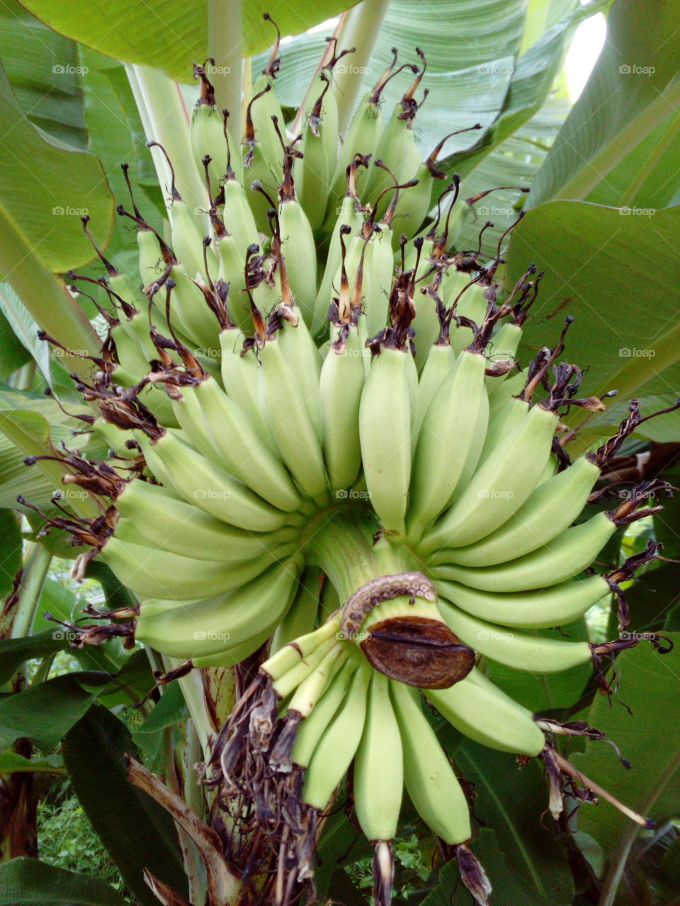 Bananas