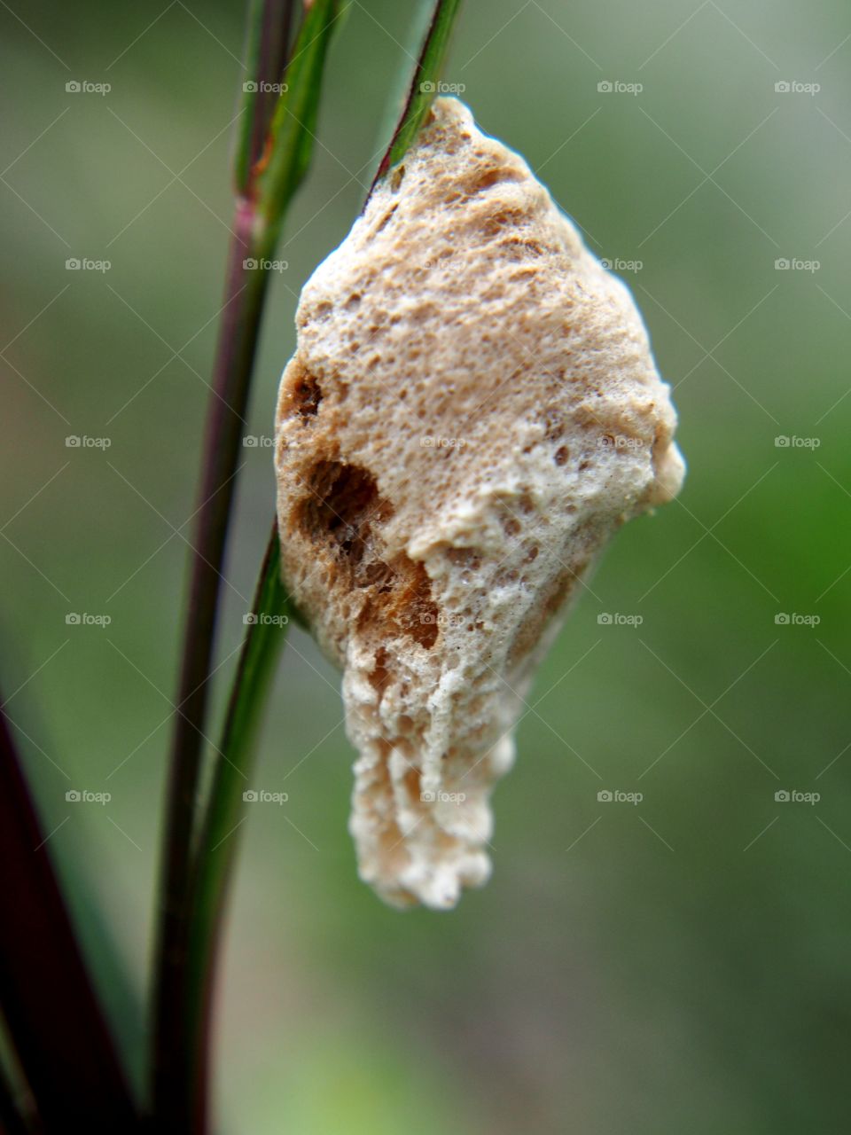 Praying Mantis nest