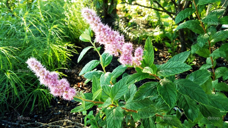 Steeplebush flower blossoms with pink lush or petals surrounded with green background.