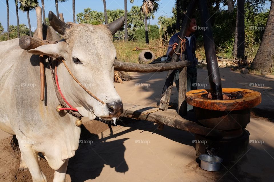 Cow milling for oil