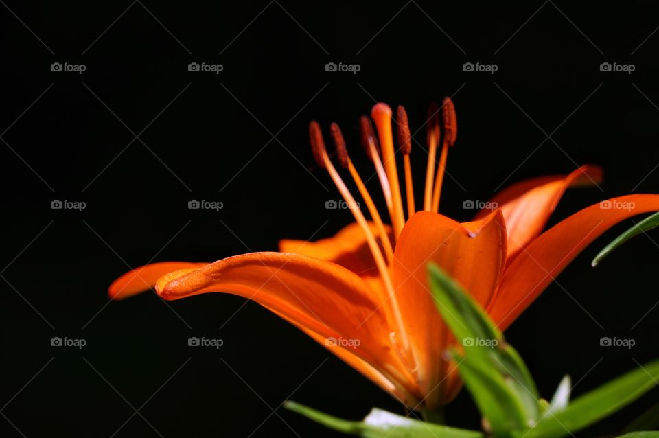 Lily flower
