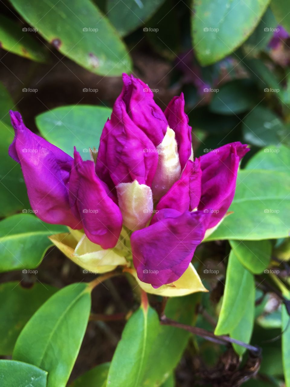 Rhododendrum buds