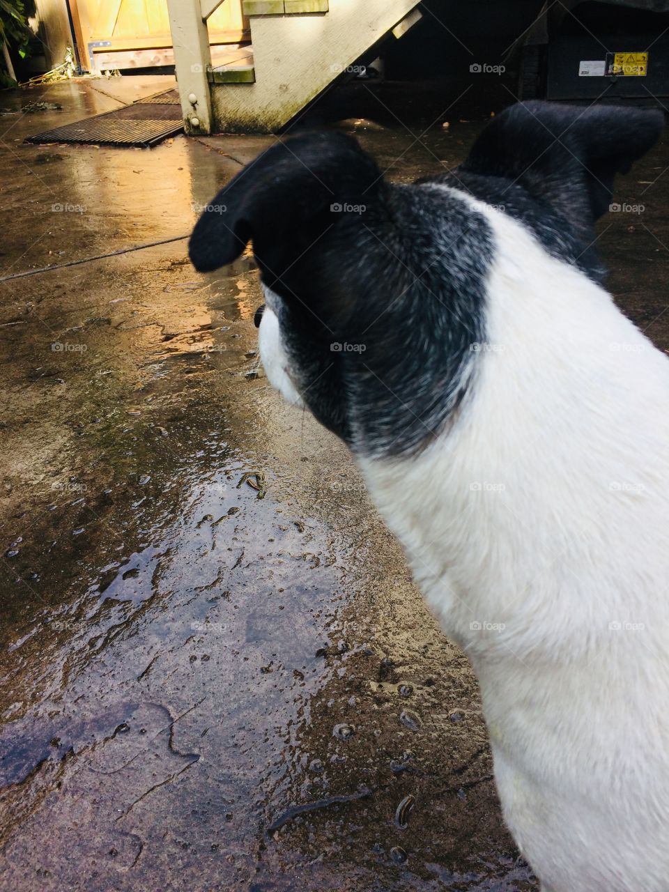 Coco the Jack Russell