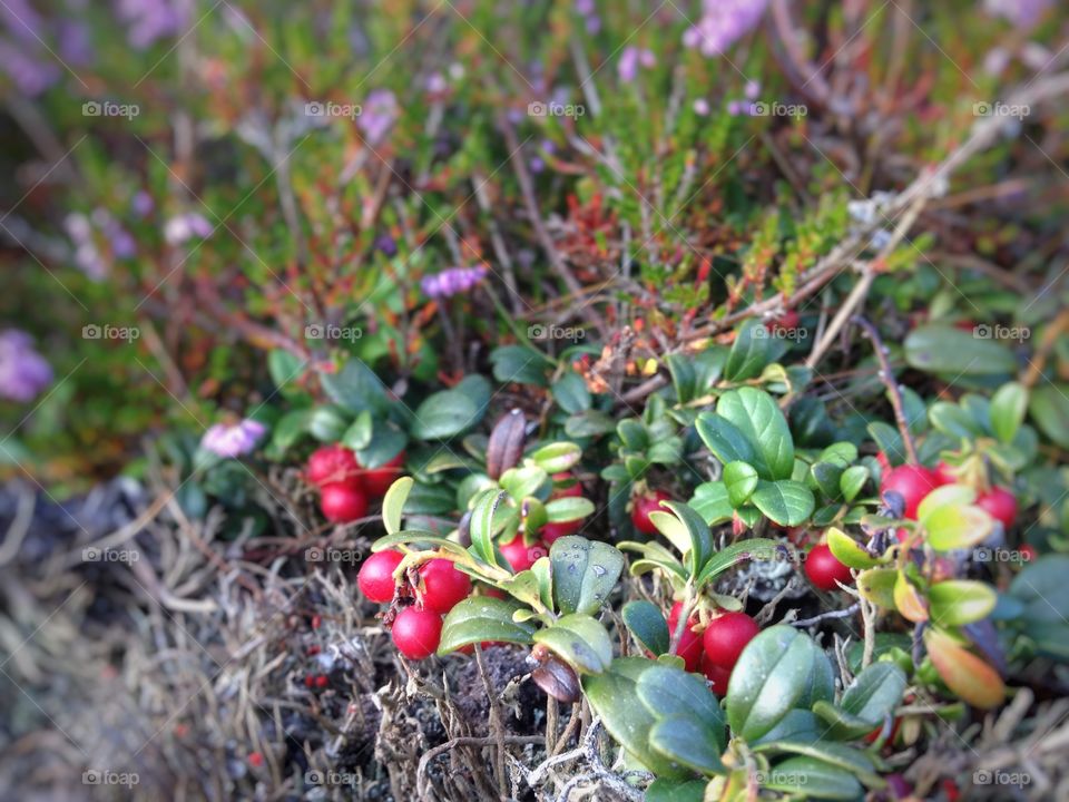 Closeup in the forest