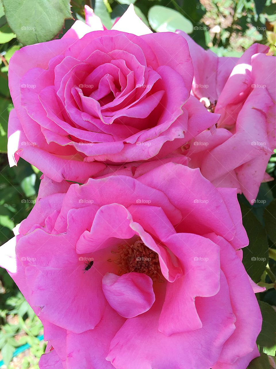 Pink roses 