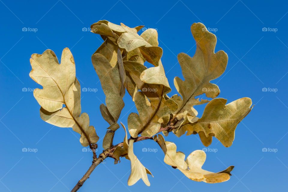 Oak leaves against a blue sky.