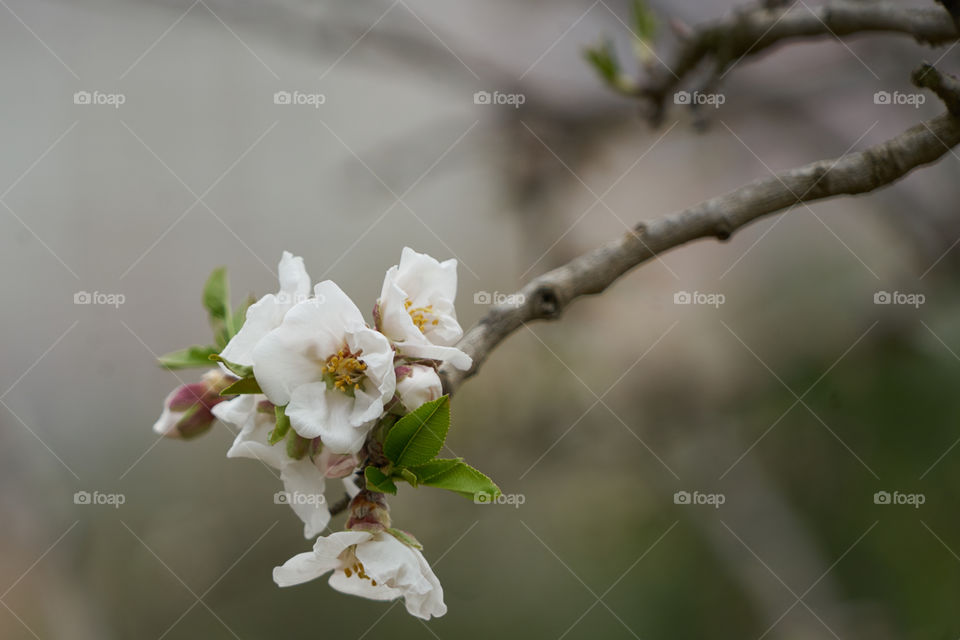 Almond tree