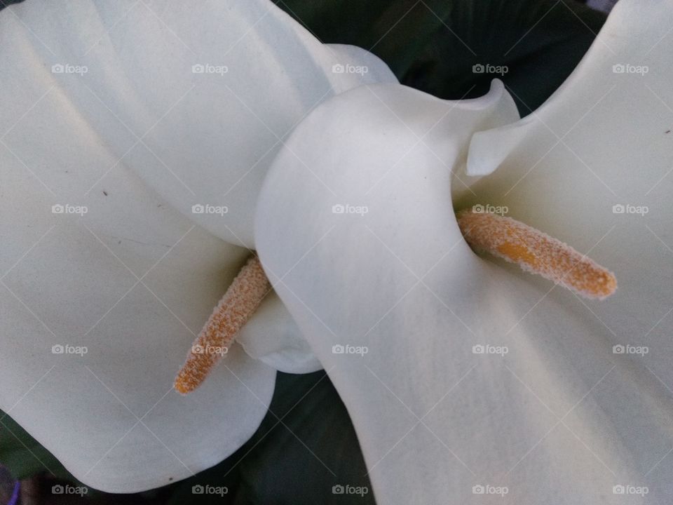 two lilies