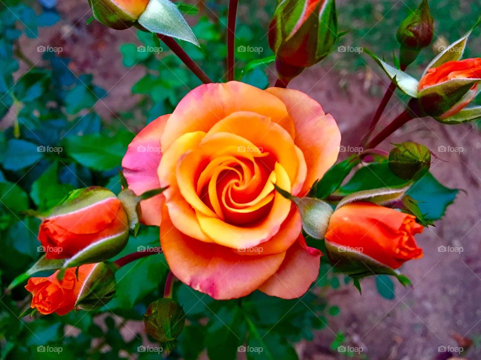 🌺Fim de #cooper, admirando as mini #rosas laranjas e alongando pós-treino junto a elas.
🏁
#corrida #treino #flor #flowers #pétalas #pétala #jardim #jardinagem #garden #flora #run #running #esporte #alongamento