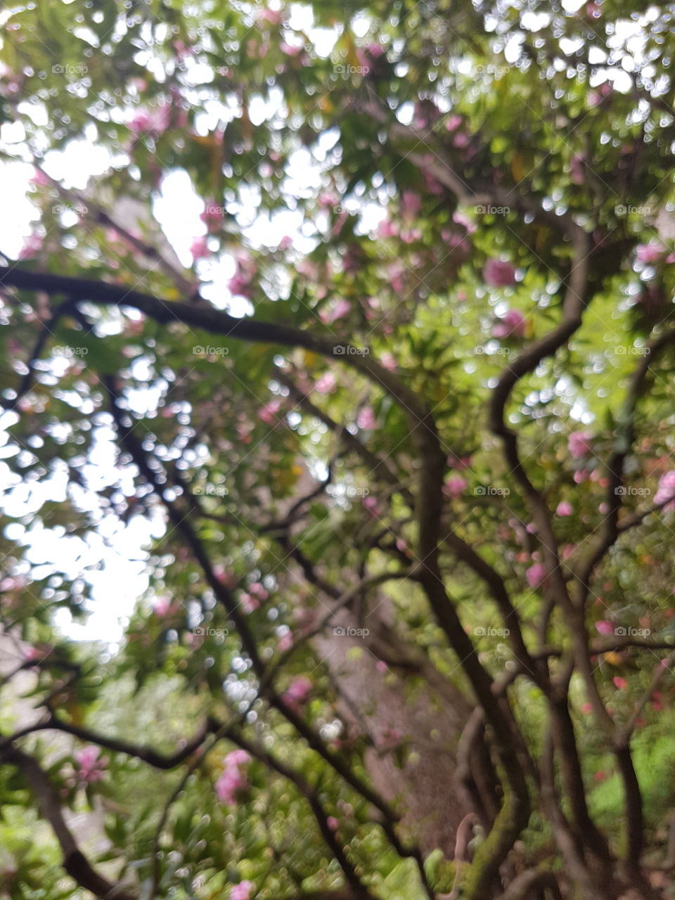 Unique tree branches in garden park