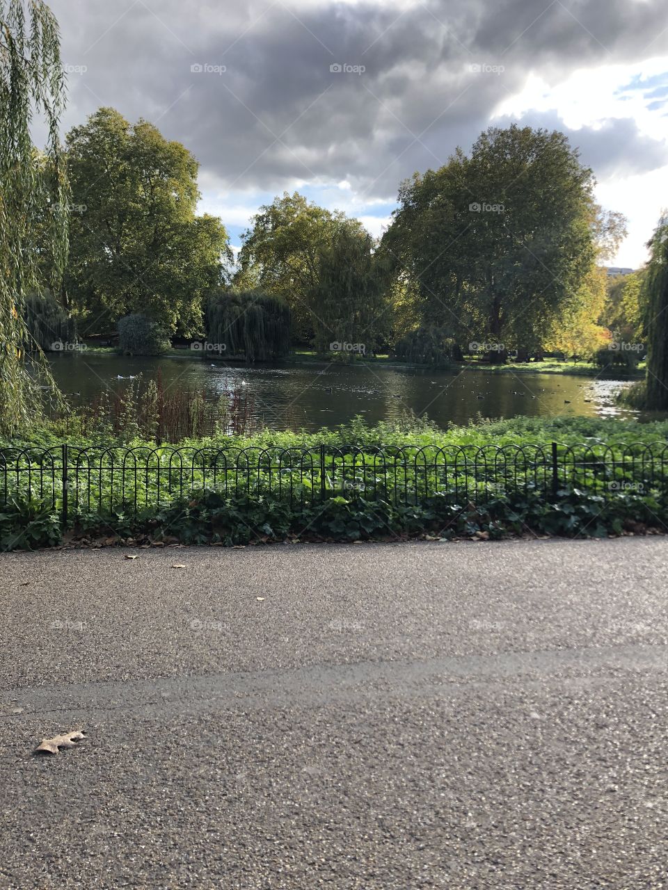 A peaceful, serene picture of one of the many lakes in the St. James Gardens by Buckingham Palace. 