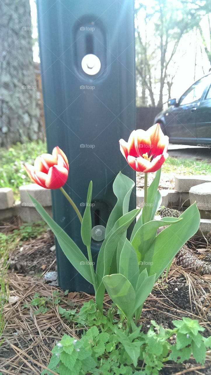 tulips beautiful . Beautiful tulips grew next to mail box 