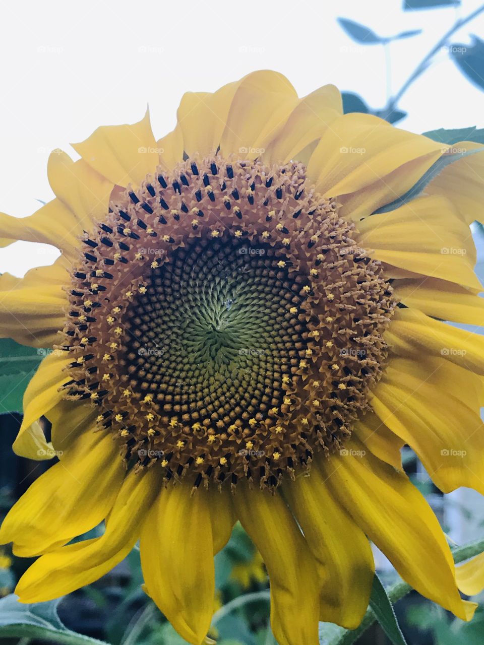 Sunflower reaching for the sun