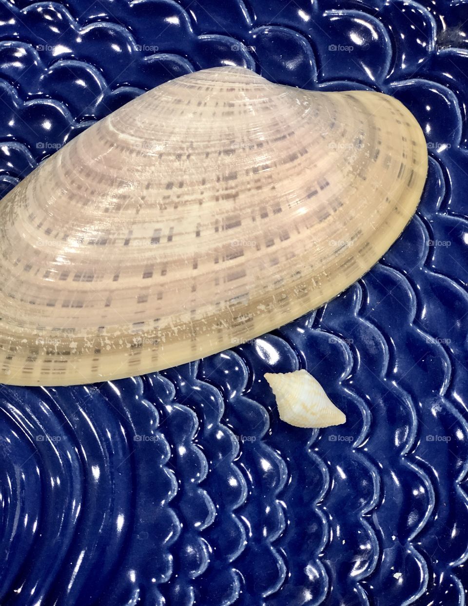 Closeup seashells in blue ceramic dish