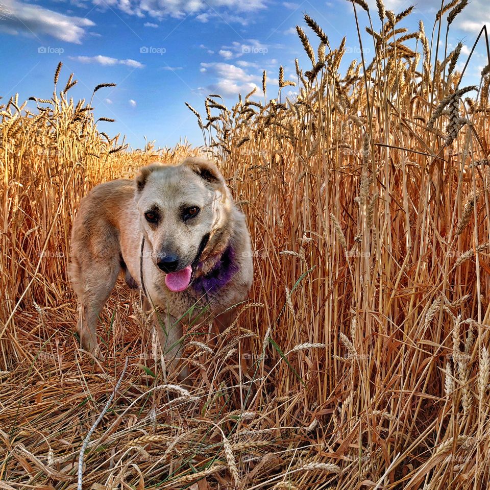 We took a white dog from a shelter
