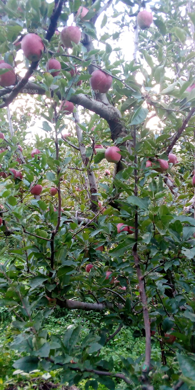 Apple season in manali