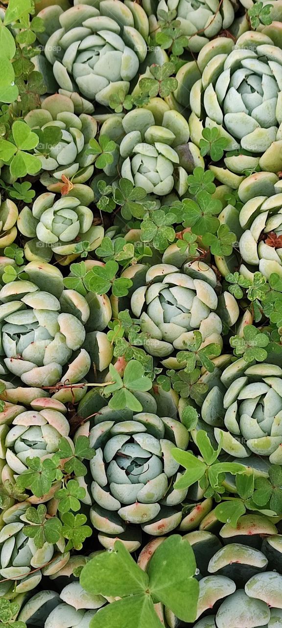 succulents