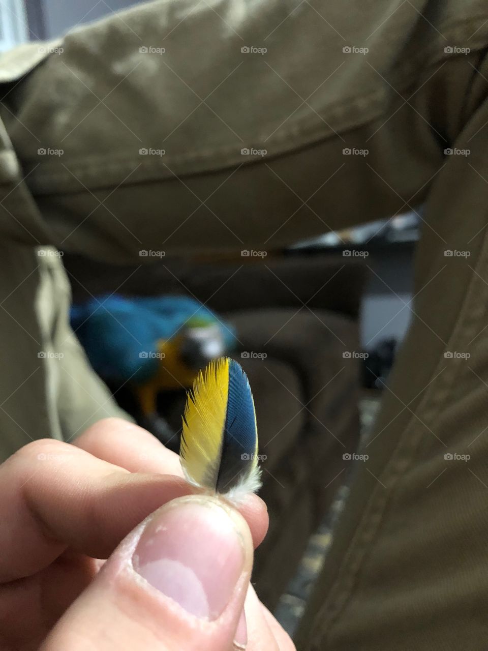 A blue and gold macaw molts a feather that’s perfectly split down the center between blue and yellow