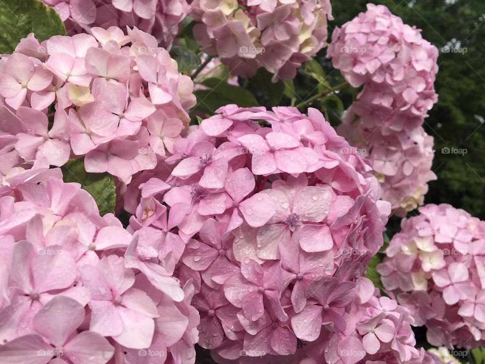 Tender pink hydrangeas under soft rain