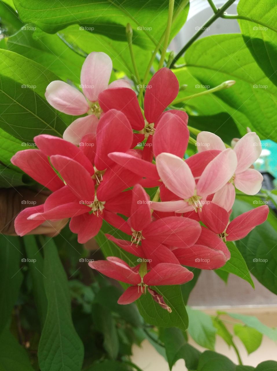 red and pink flower seasonal fresh shurb small size looks very beautiful generally found everywhere