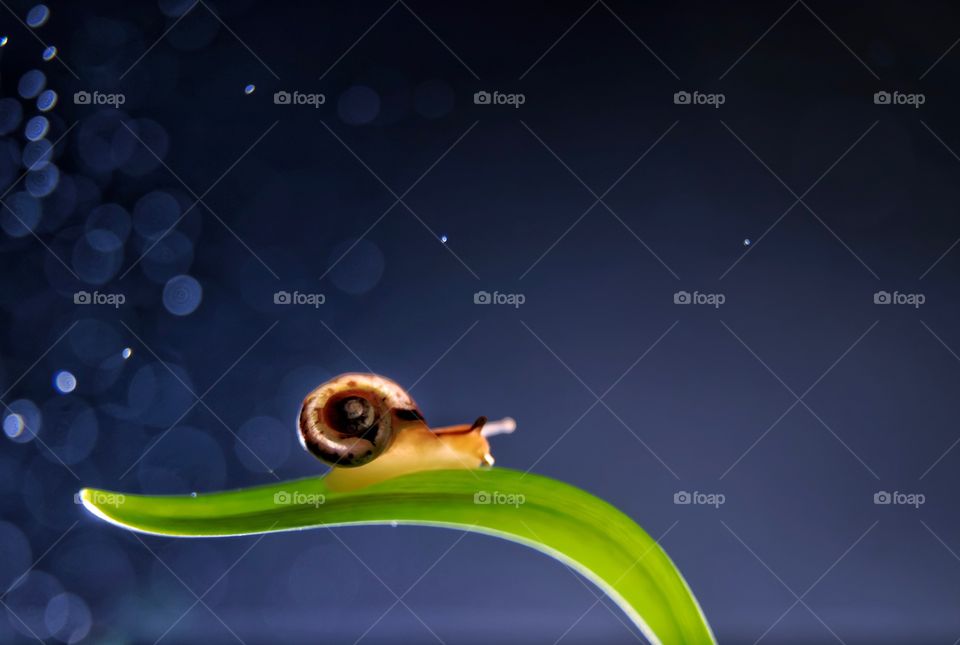 snail on a blade of grass