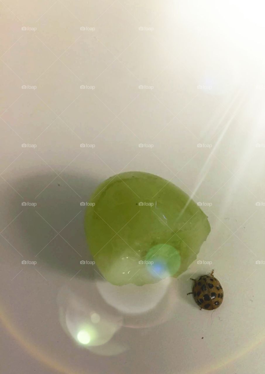 Ladybug Loves It's Grape!