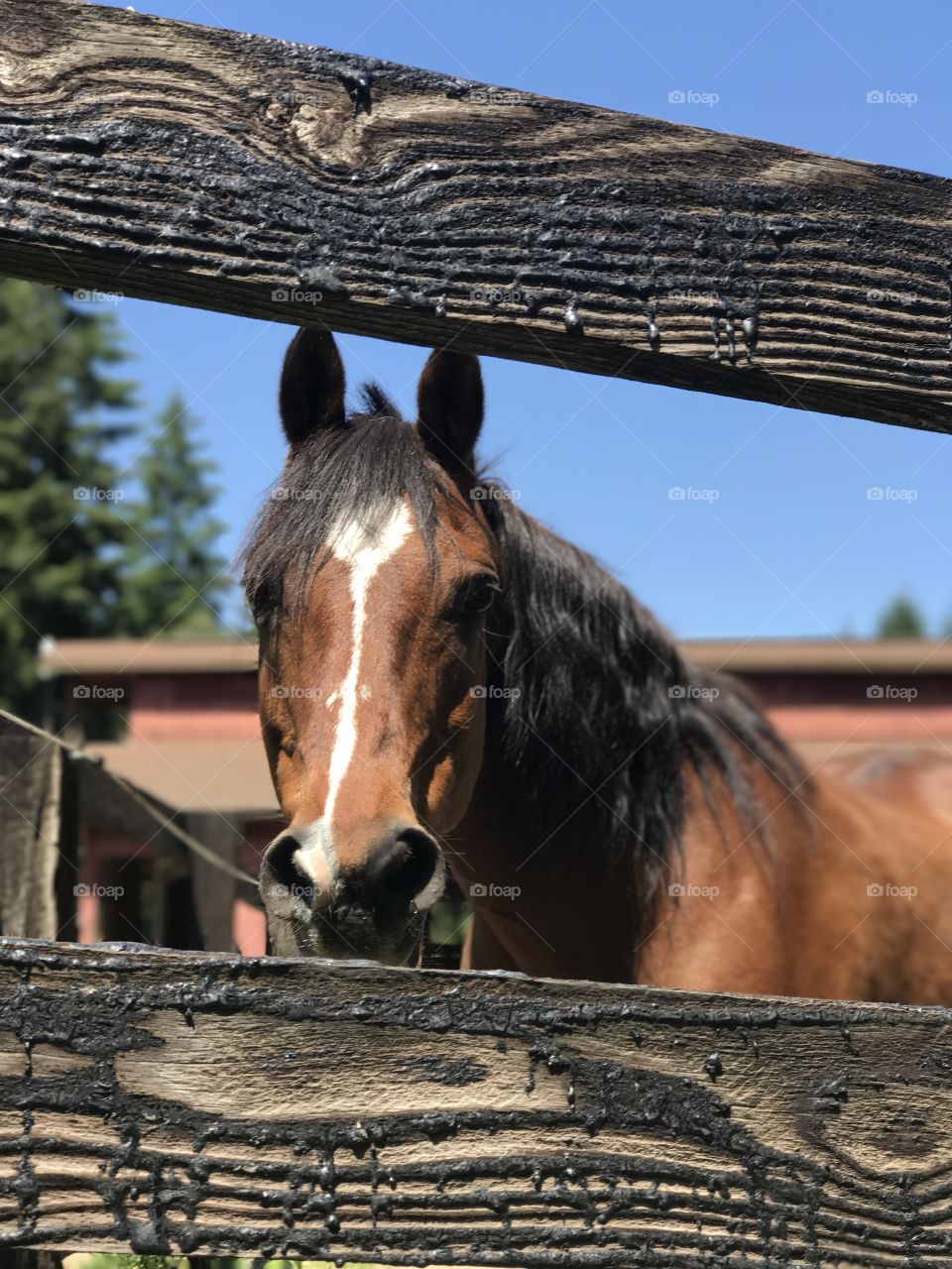 Hay before ride.