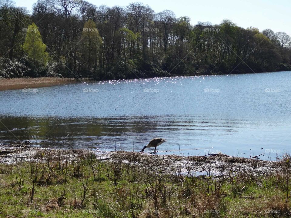 lake with wildlife