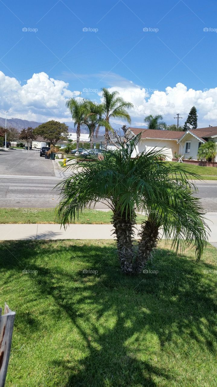 White Clouds,  Blue Skies