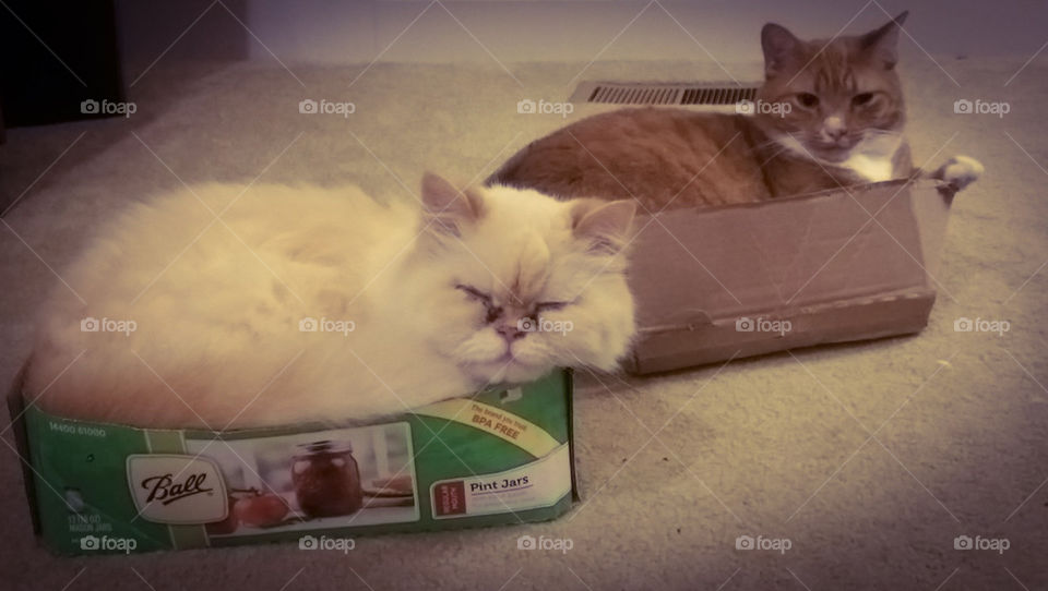 Boxed Cats