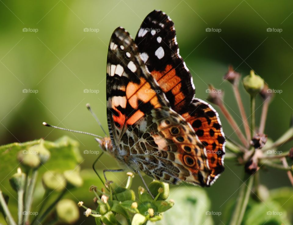 Painted Lady Closeup