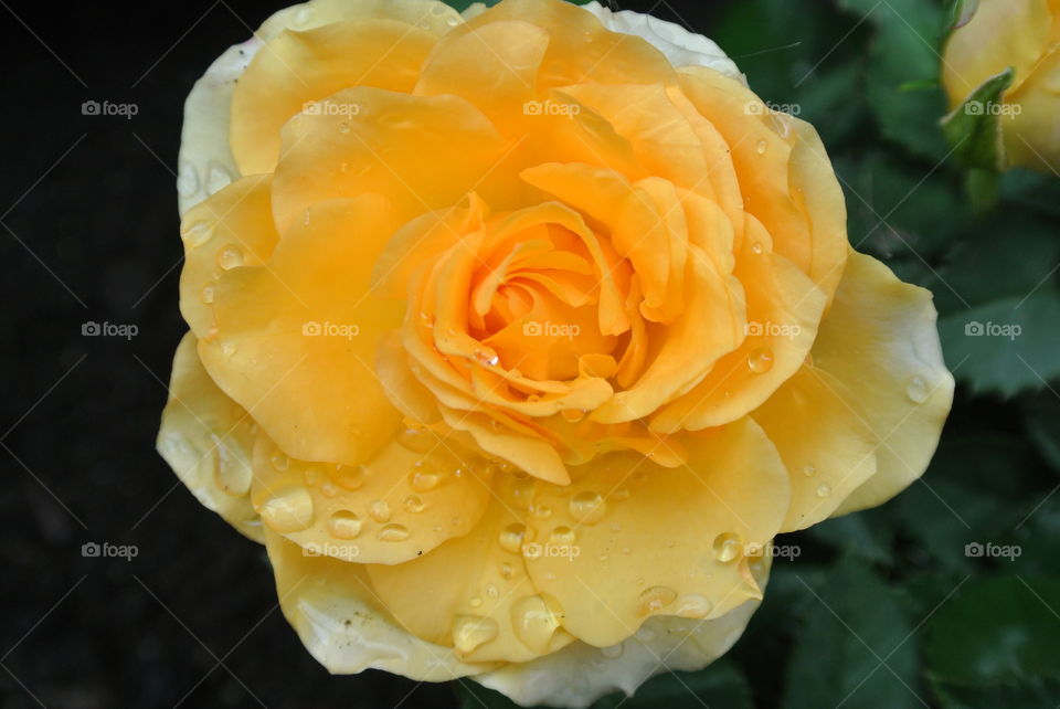 Wet Rose