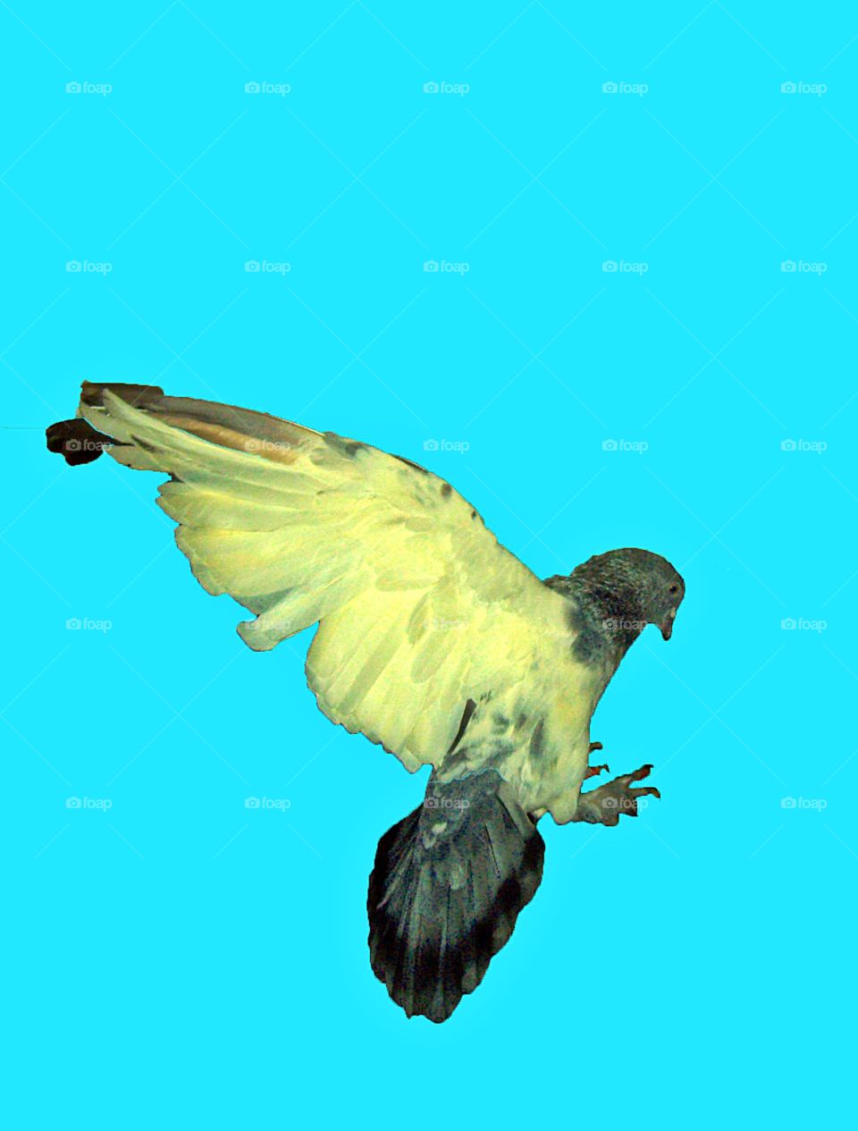 pigeon landing