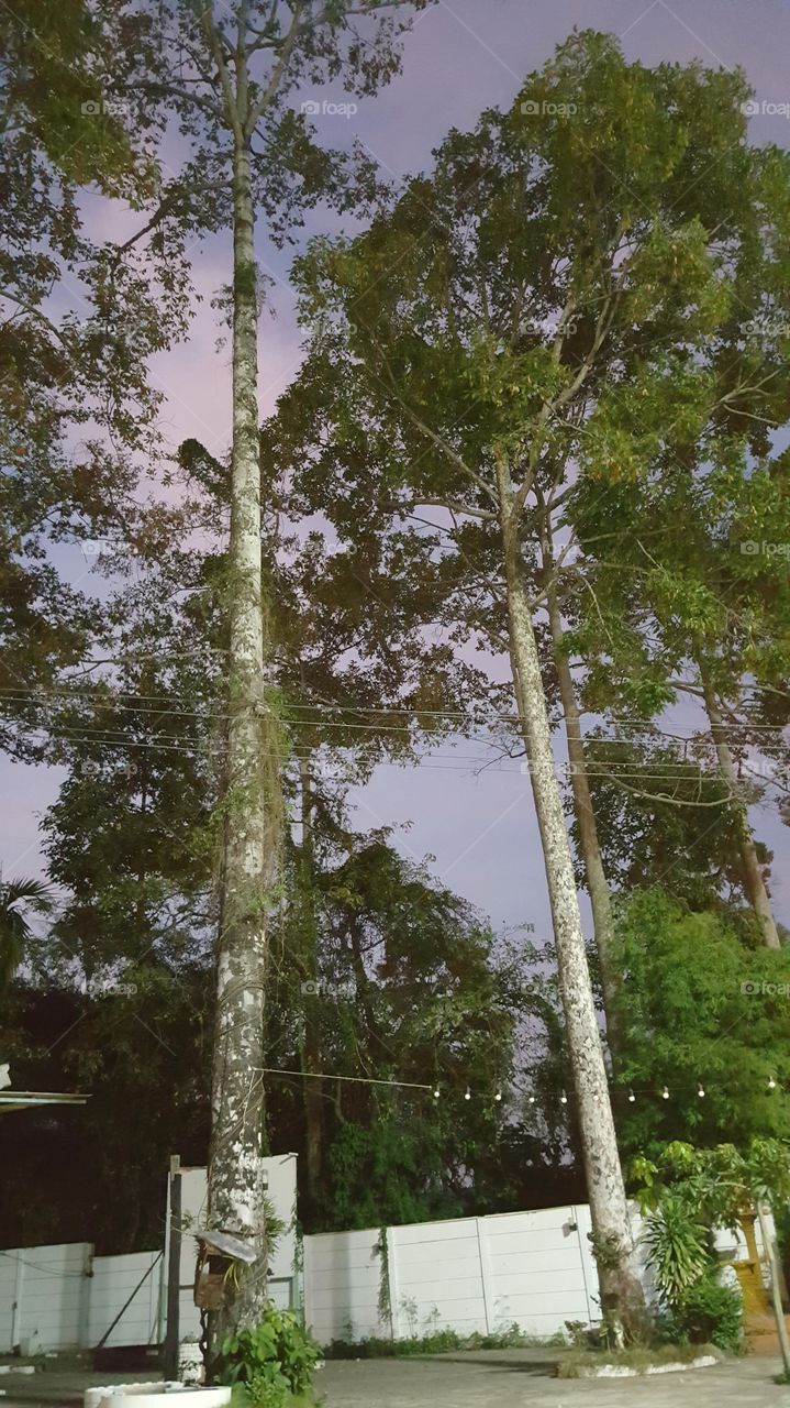 The big trees are  many years old