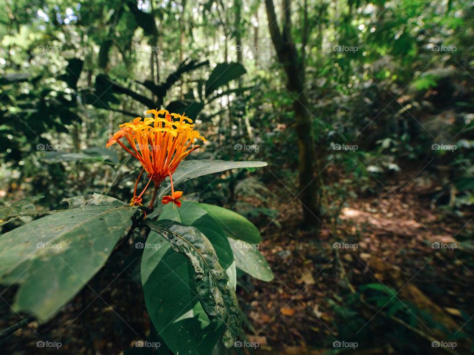 Close-up of wild flowers in the rainforest