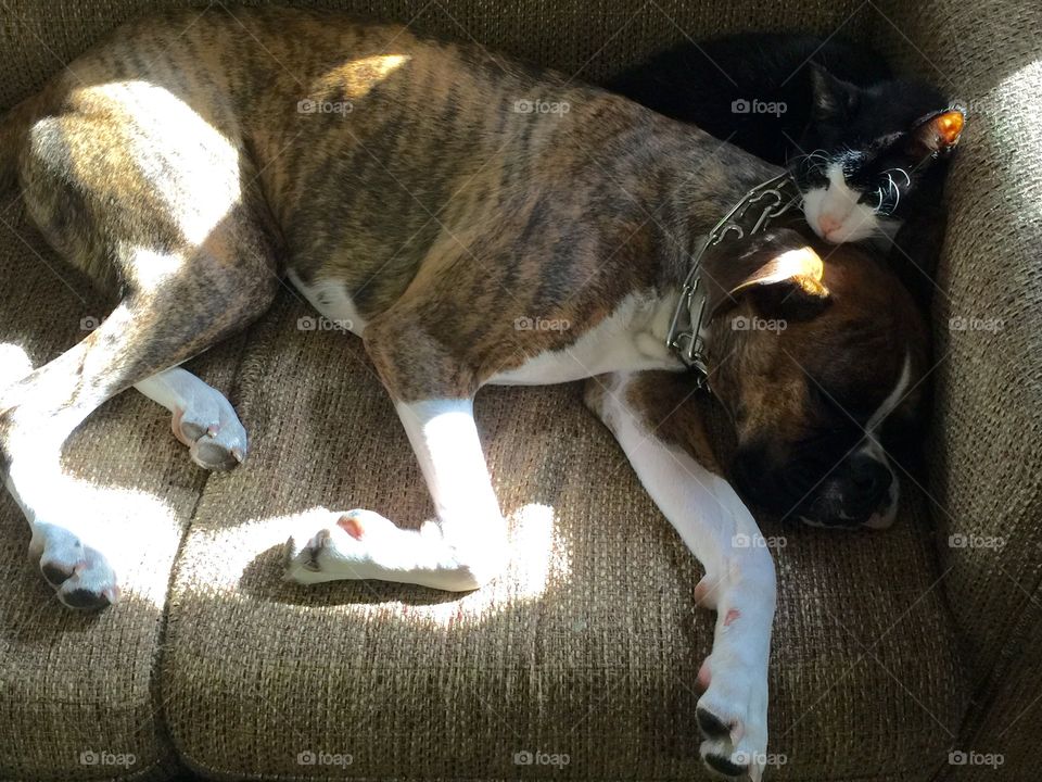 Pampered pet resting on sofa